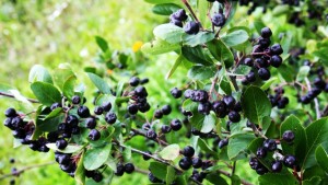 aronia